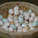14.Egg1_