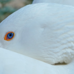 24.Goose11